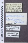 Etiketten zu Hemicrepidius terukoanus (NHMW-ZOO-COL-0008960)